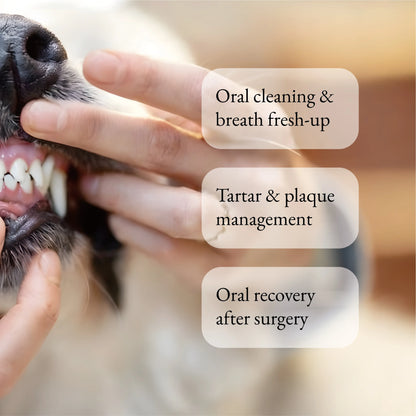 Pet Dental Care Kit - Includes 3-Headed Toothbrush, Finger Brush, and Natural Vanilla Flavor Toothpaste in a Convenient Storage Box for Cats and Dogs